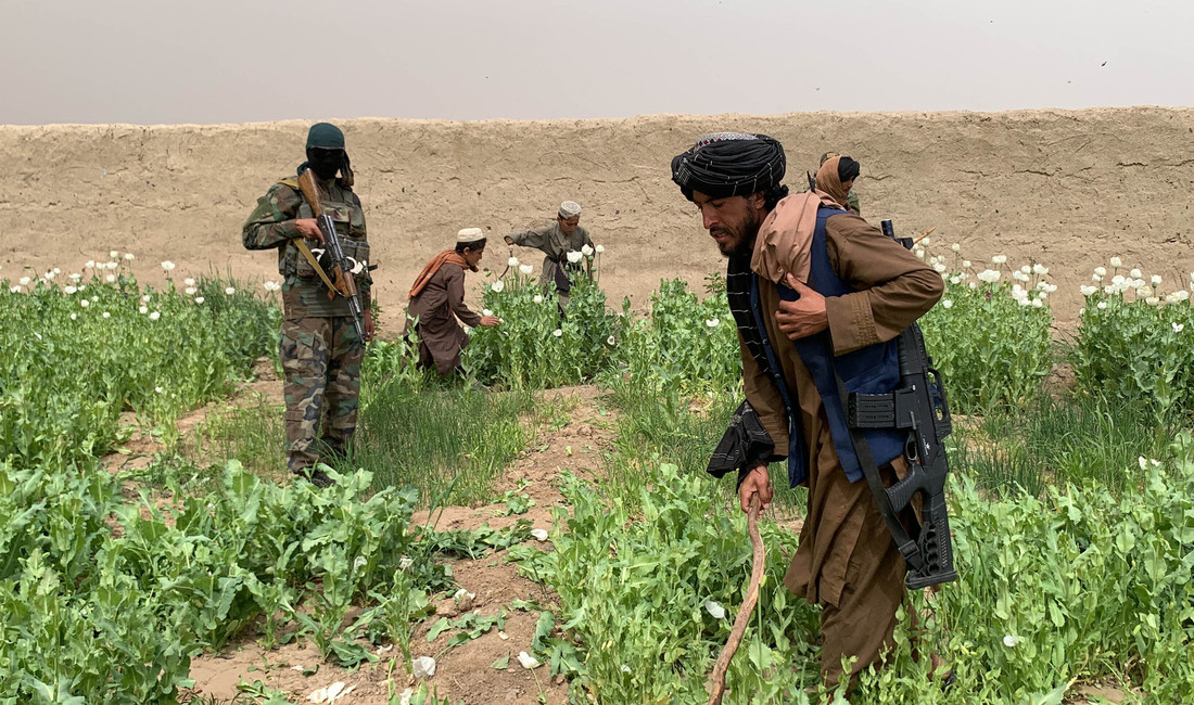 Auf einem Mohnblumenfeld schlagen bewaffnete Talibankämpfer auf Mohnblumen ein, um sie zu zerstören. 