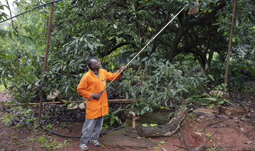 Der Farmer Frederick Kinyanjui pflückt mit einem langen Stock, an dem ein Säckchen befestigt ist, auf seiner Farm Avocados. 