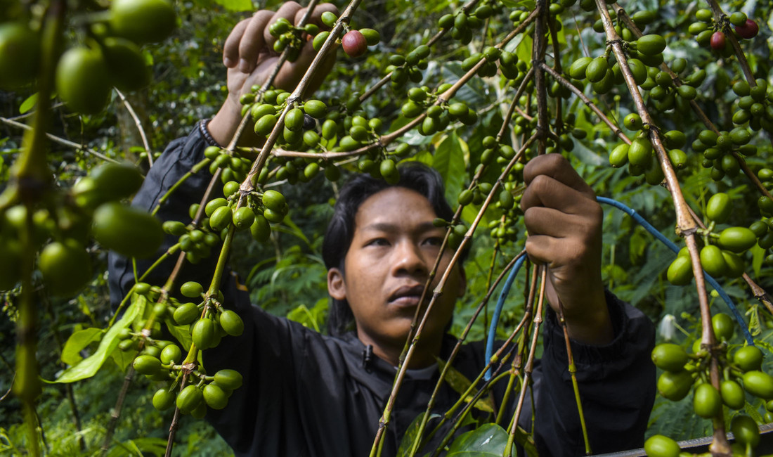 Ein indonesischer Kaffeebauer pflückt Kaffeebohnen. 