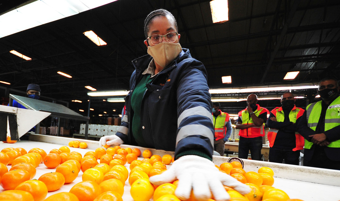Eine Arbeiterin prüft in Südafrika Apfelsinen für den Export.